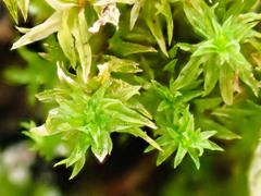 Zygodon viridissimus