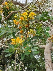 Erythrostemon yucatanensis
