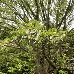 Davidia involucrata