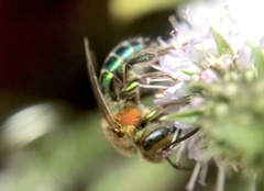 Augochloropsis tupacamaru