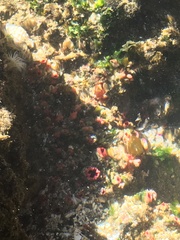 Pyura chilensis