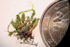 Zygodon viridissimus