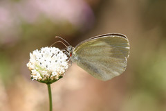 Eurema daira eugenia