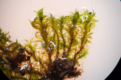 Zygodon viridissimus