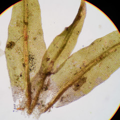 Zygodon viridissimus