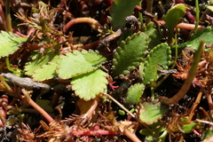 Leptinella dioica