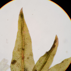 Zygodon viridissimus