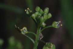 Lepidium schaffneri
