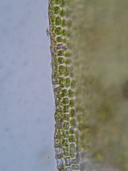 Zygodon viridissimus