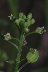 Lepidium schaffneri