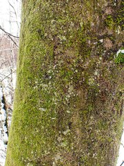 Zygodon viridissimus