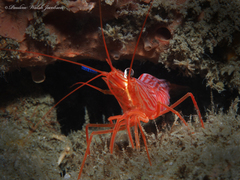 Lysmata rafa
