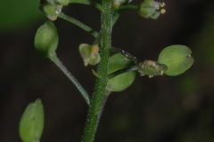 Lepidium schaffneri