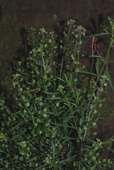 Lepidium schaffneri