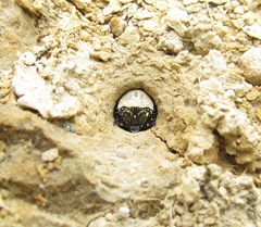 Neocicindela latecincta