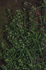 Lepidium schaffneri