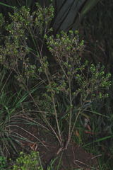 Lepidium schaffneri