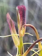 Moth Orchid (Cryptostylis hunteriana)