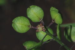 Lepidium schaffneri