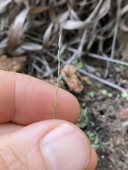 Tripogonella loliiformis