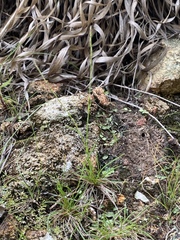 Tripogonella loliiformis