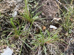 Tripogonella loliiformis