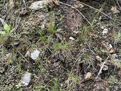 Tripogonella loliiformis