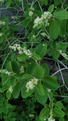 Croton heliotropiifolius
