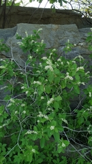 Croton heliotropiifolius