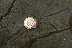 Xeropicta derbentina