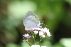 Eurema daira eugenia