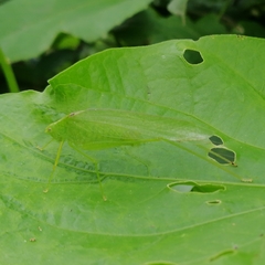 Grammadera steinbachi