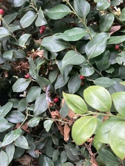 Sarcococca ruscifolia