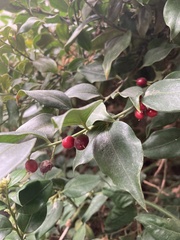 Sarcococca ruscifolia