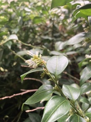 Sarcococca ruscifolia
