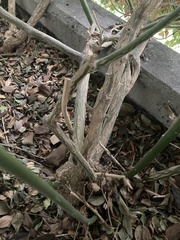 Sarcococca ruscifolia