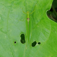 Grammadera steinbachi