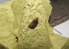Eudonia asterisca