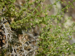Galium eriocarpum