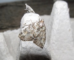 Pseudocoremia suavis