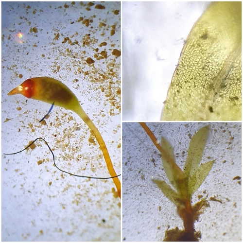 Image of Fissidens incurvus by no rights reserved
