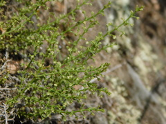 Galium eriocarpum