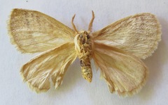 Phiala bistrigata