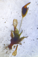 Microbryum davallianum