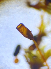 Microbryum davallianum