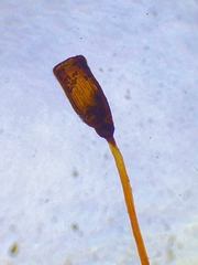 Microbryum davallianum