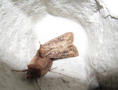 Ichneutica morosa