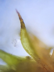 Microbryum davallianum