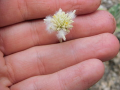 Pfaffia gnaphalioides