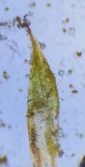 Microbryum davallianum